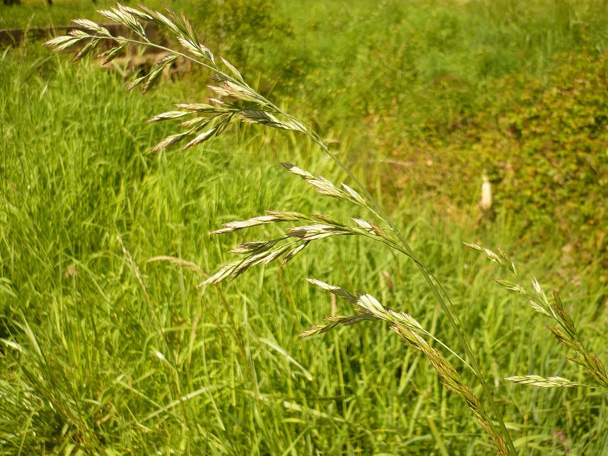 Schedonorus arundinaceus subsp. arundinaceus (Poaceae)